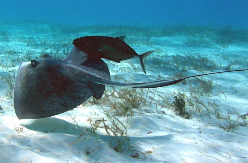 Sting Ray and fish