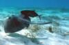 Sting Ray and fish