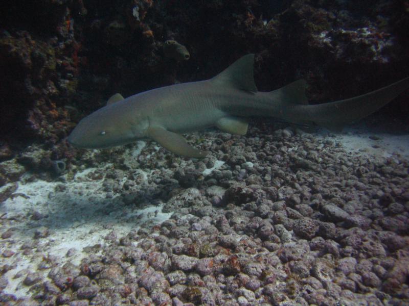 Shark I saw on my very 1st dive!
