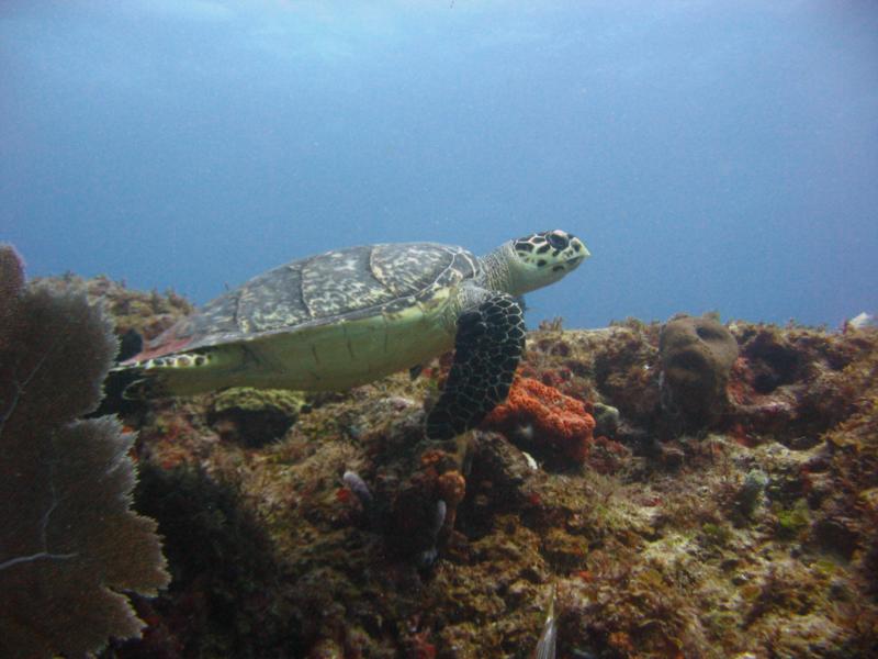Cancun Turtle: Taken by Scuba Cancun 01/2009