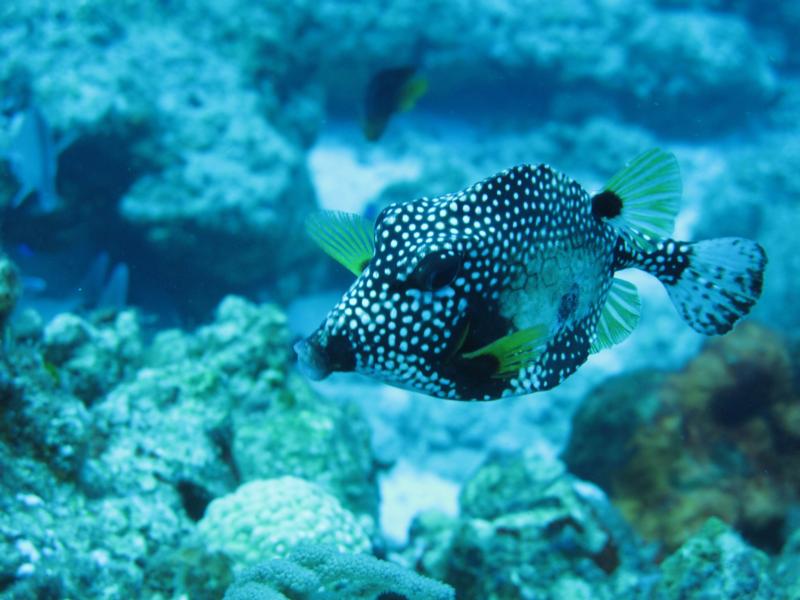 funny little trunk fish