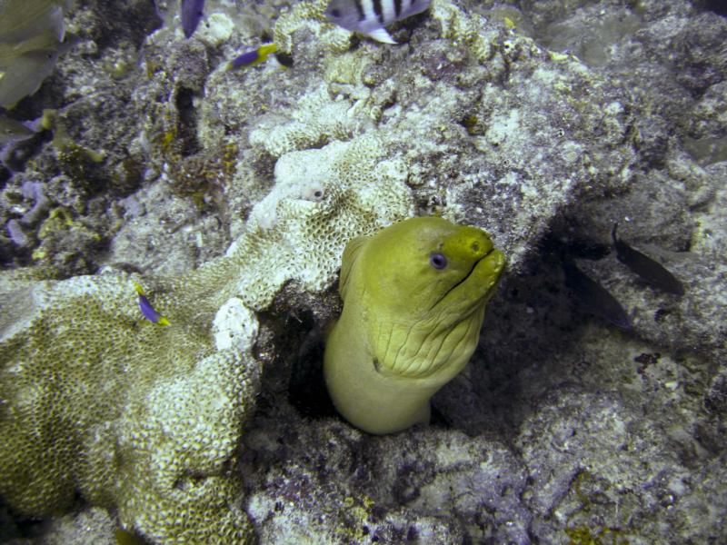 Breaker’s Reef FLA