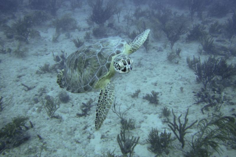 Breaker’s Reef FLA