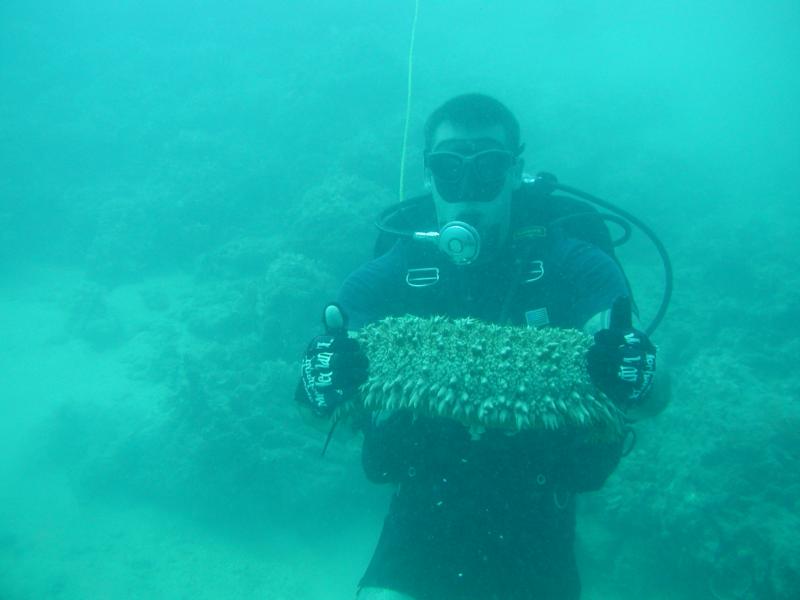 Giant Sea Cucumber