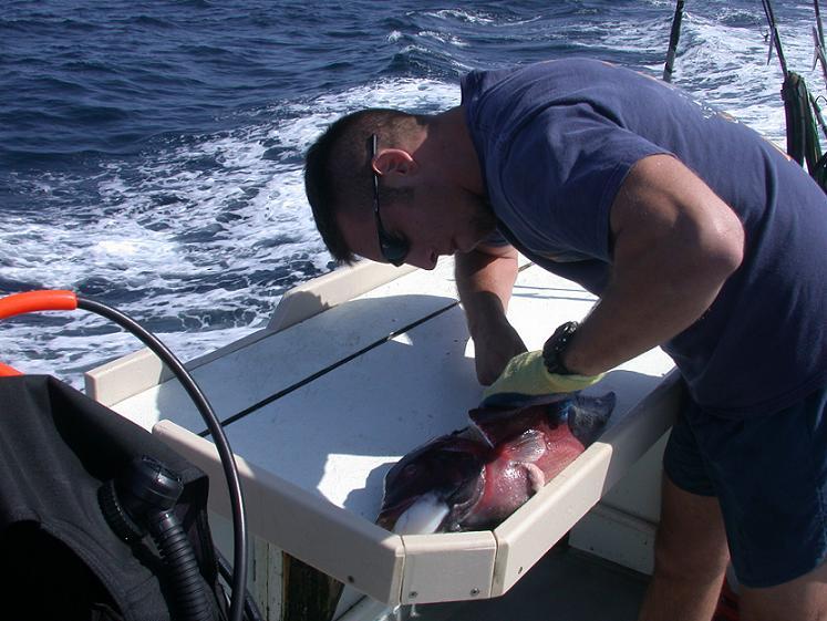 Cleaning sheepshead