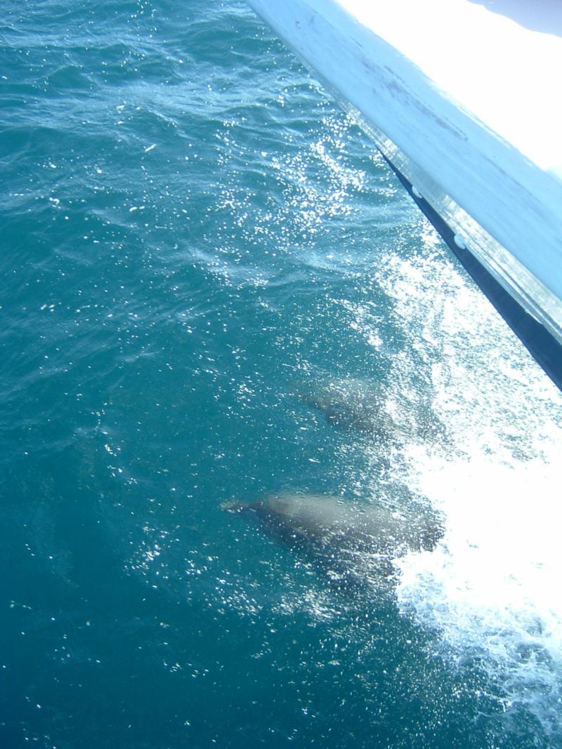 Racing the Dolphins
