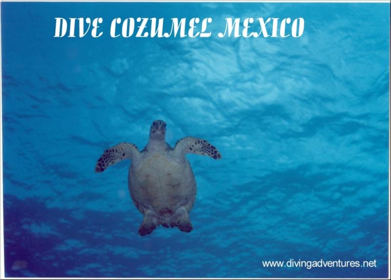 Flying turtle