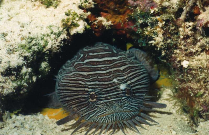 Splendid Toadfish Endemic from Cozumel