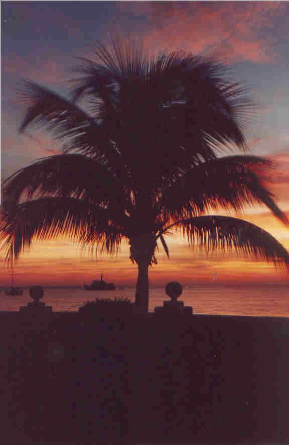 Palms sunset