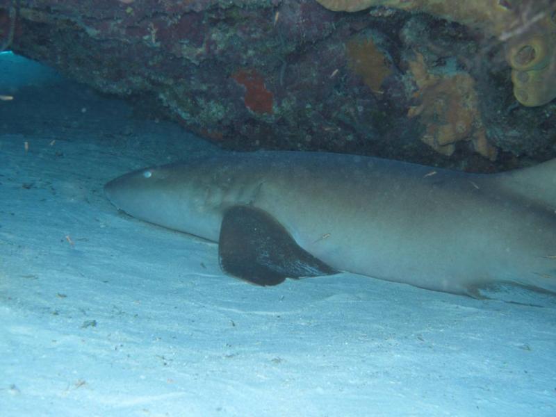 Nurse Shark @ Palancar reef Cozumel