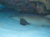 Nurse Shark @ Palancar reef Cozumel