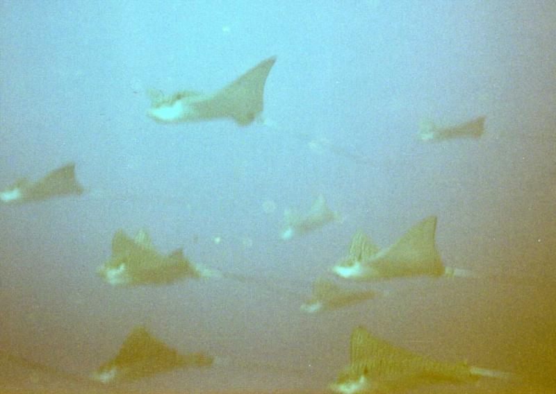 School of eaglerays @ north side Cozumel