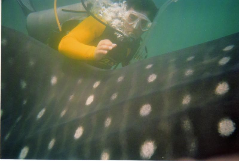 whaleshark dive Q Roo 