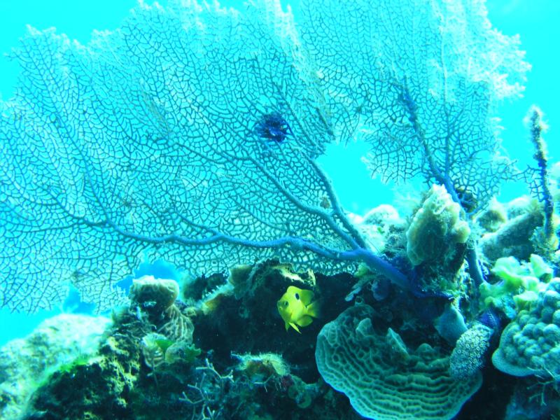 Sea fan