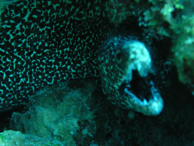 Spoted muray eel