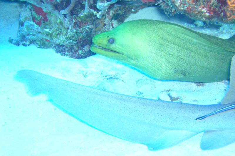 Green muray eel