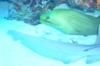Green muray eel