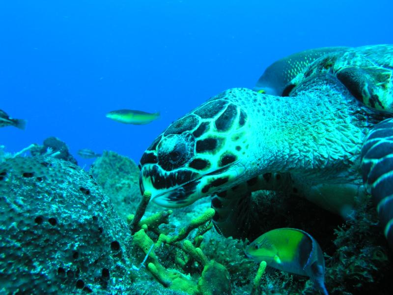 yucab reef cozumel