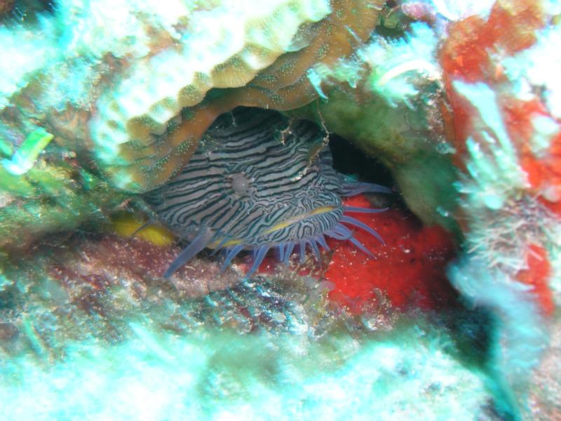 Splendid toad fishCozumel mexico