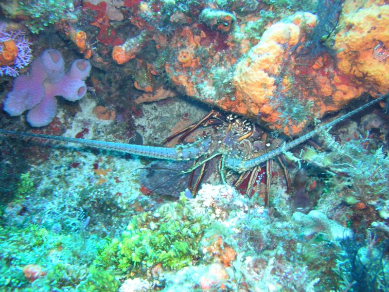 Spinny Lobster