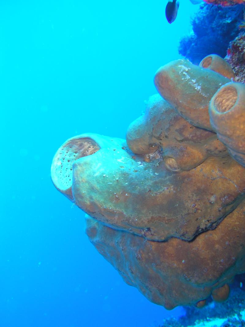 Tube sponges on Santa Rosa wall