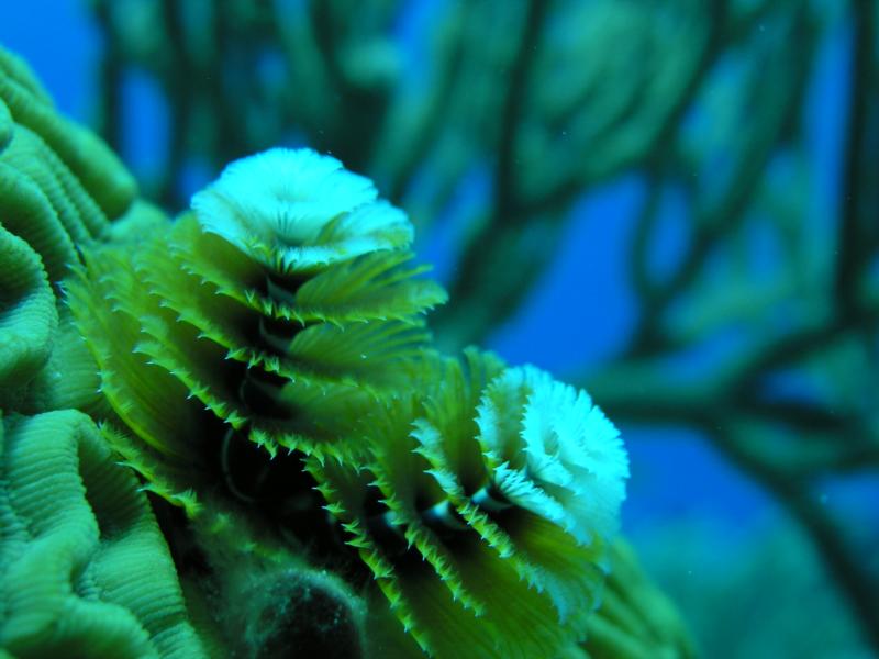 Chsimas three tube worm