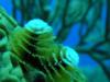 Chsimas three tube worm