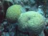 Brain Coral - Bonaire