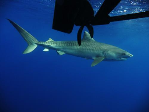 Tiger Shark