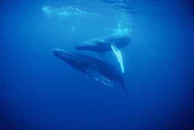 Mother and Calf in Maui Hawaii.