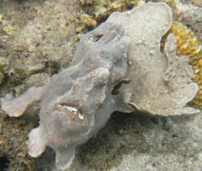 One of dive resorts in Padre Burgos