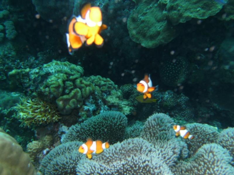 These were my dancing clown fish, they liked the flash