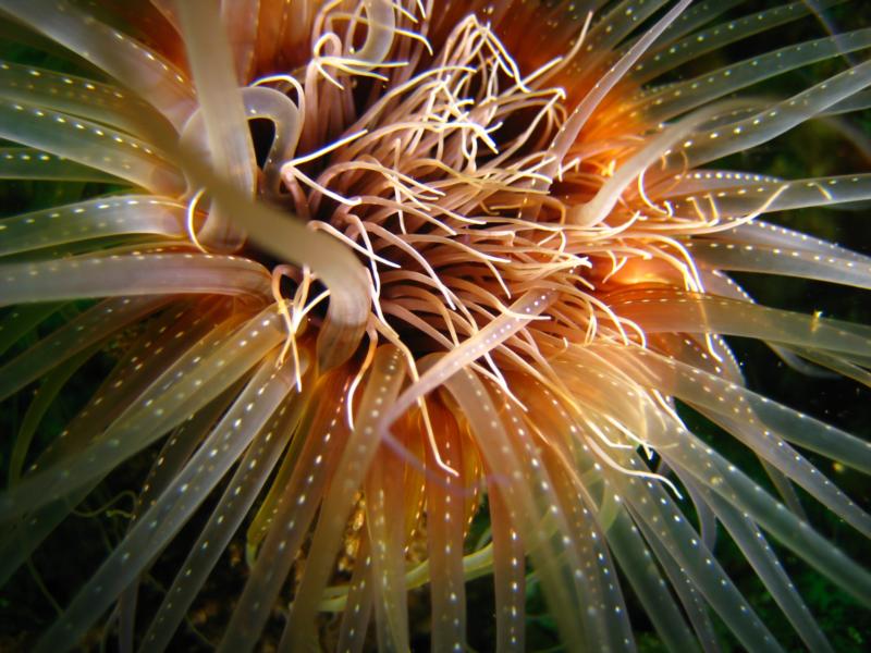 Banderas Bay anemone