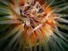 Banderas Bay anemone