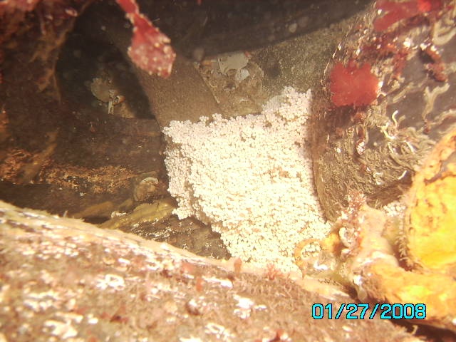 lingcod eggs