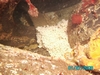 lingcod eggs