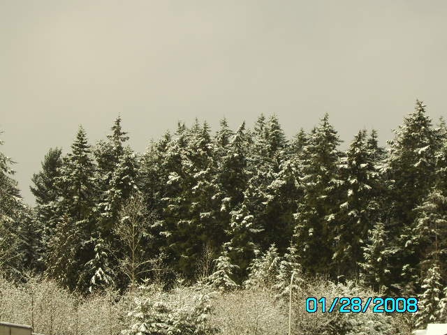 the trees sepperating my apartments and i-5 north bound