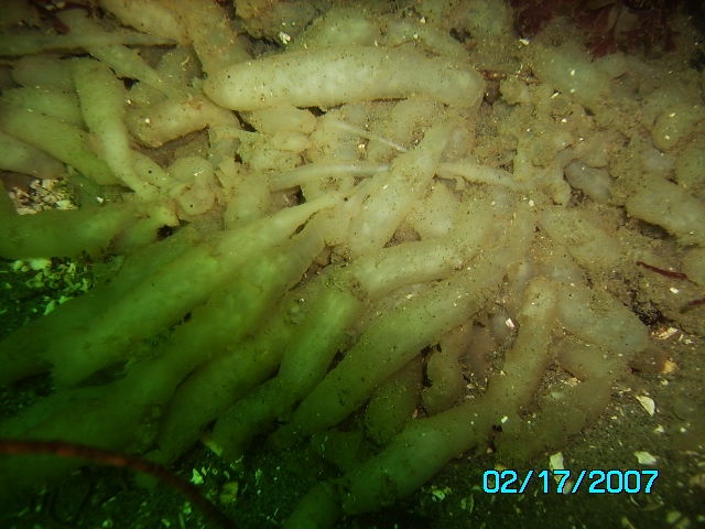 squid or octpus eggs