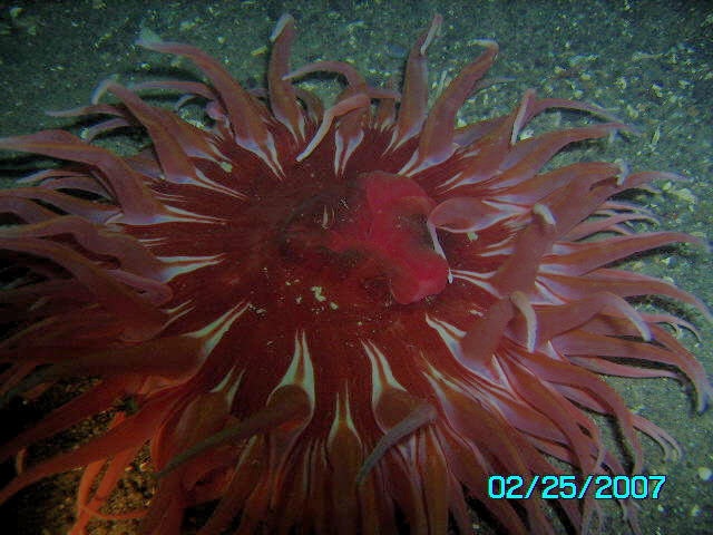 bigger sea urchin