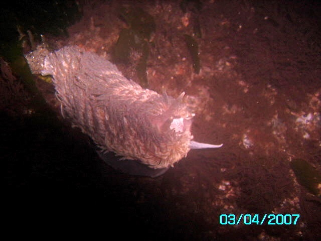 mouse nudibranch