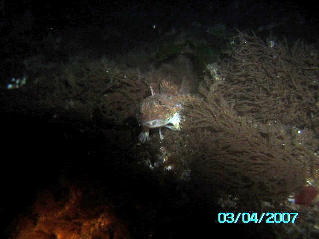 juvenille lingcod