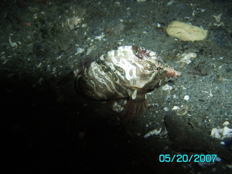 grunt sculpin