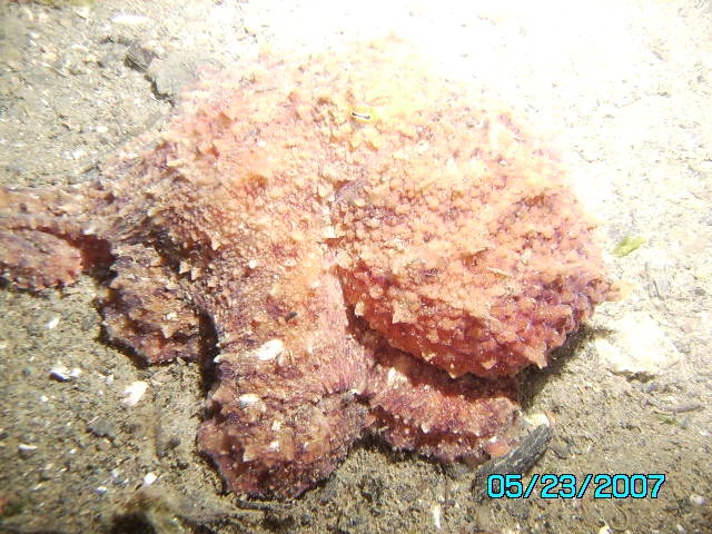 big octopus. around a foot in length