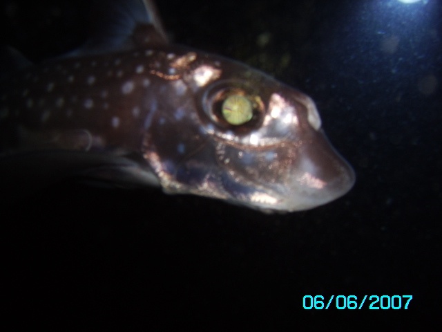 this ratfish got close for a better look