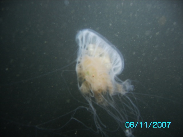 same jelly, just the under side of it