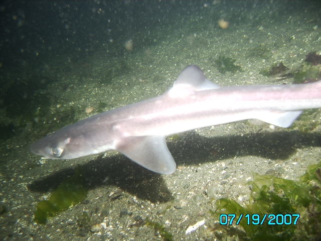a dogfish, if i are correct, its a type shark. it actually bumped my camera!