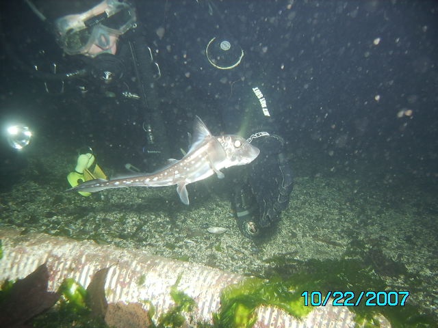 not so shy ratfish