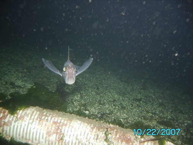 a solo ratfish