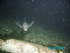 a solo ratfish