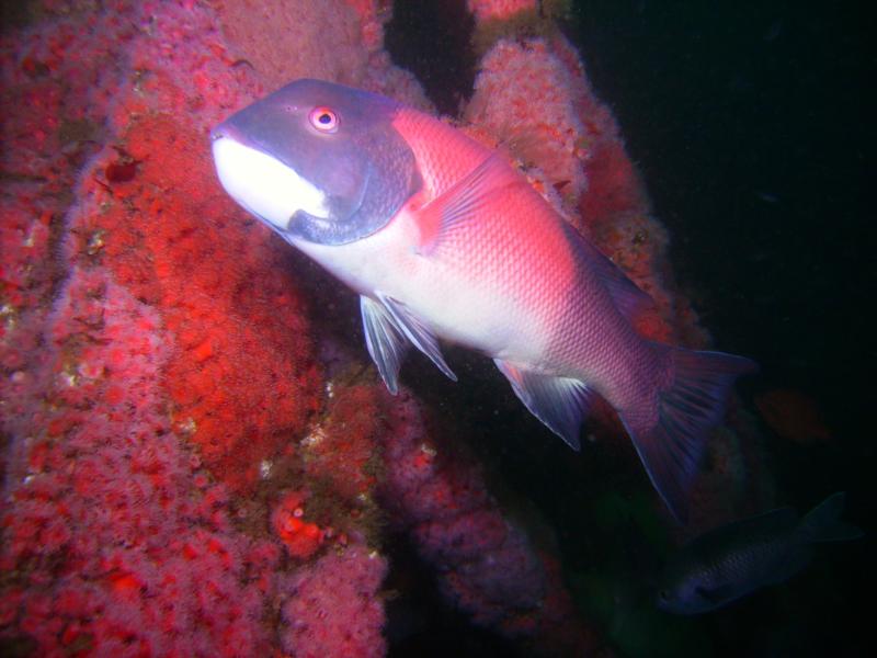 Sheephead